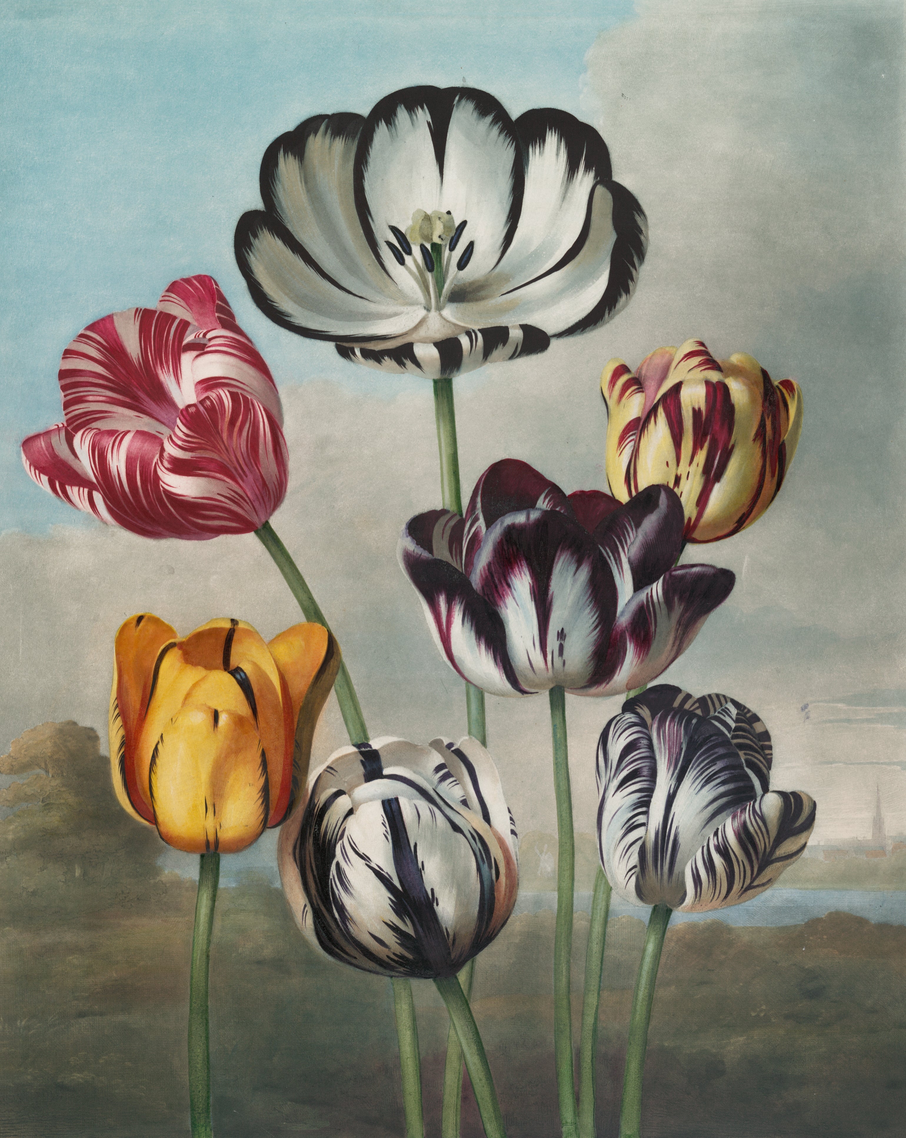 Tulips