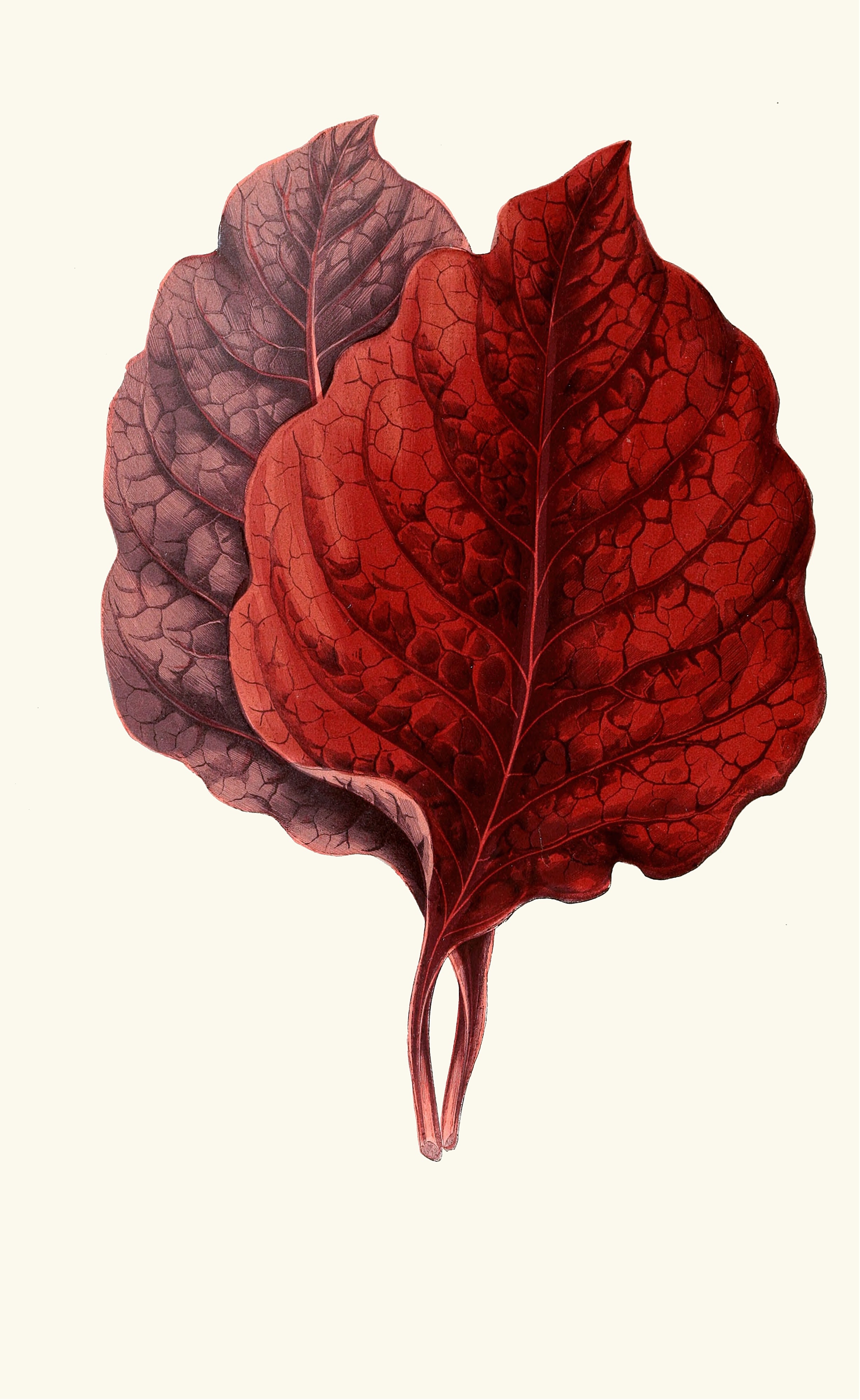 Coloured Foliage Study