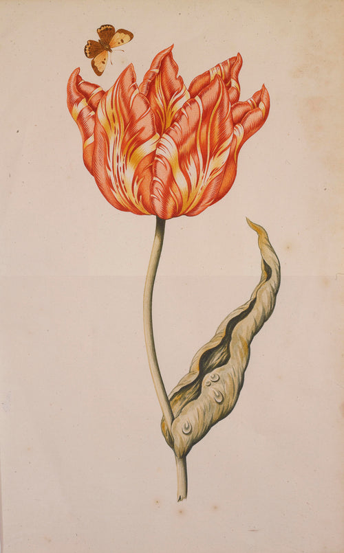 A Tulip with a Butterfly