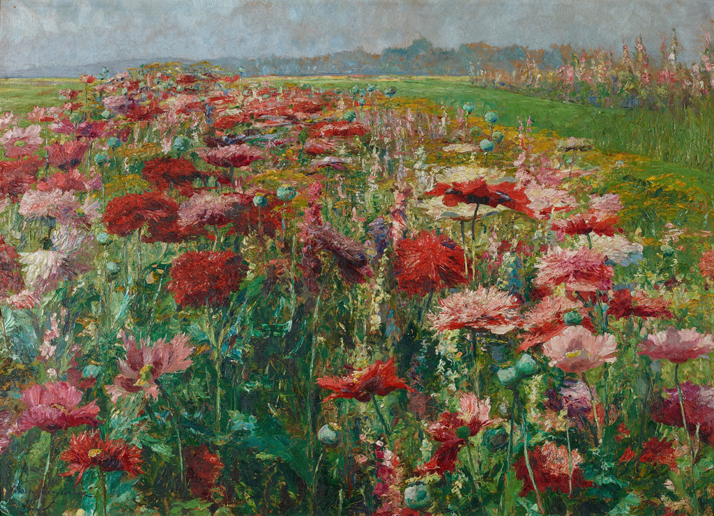 Blühender Mohn (Blooming Poppies)