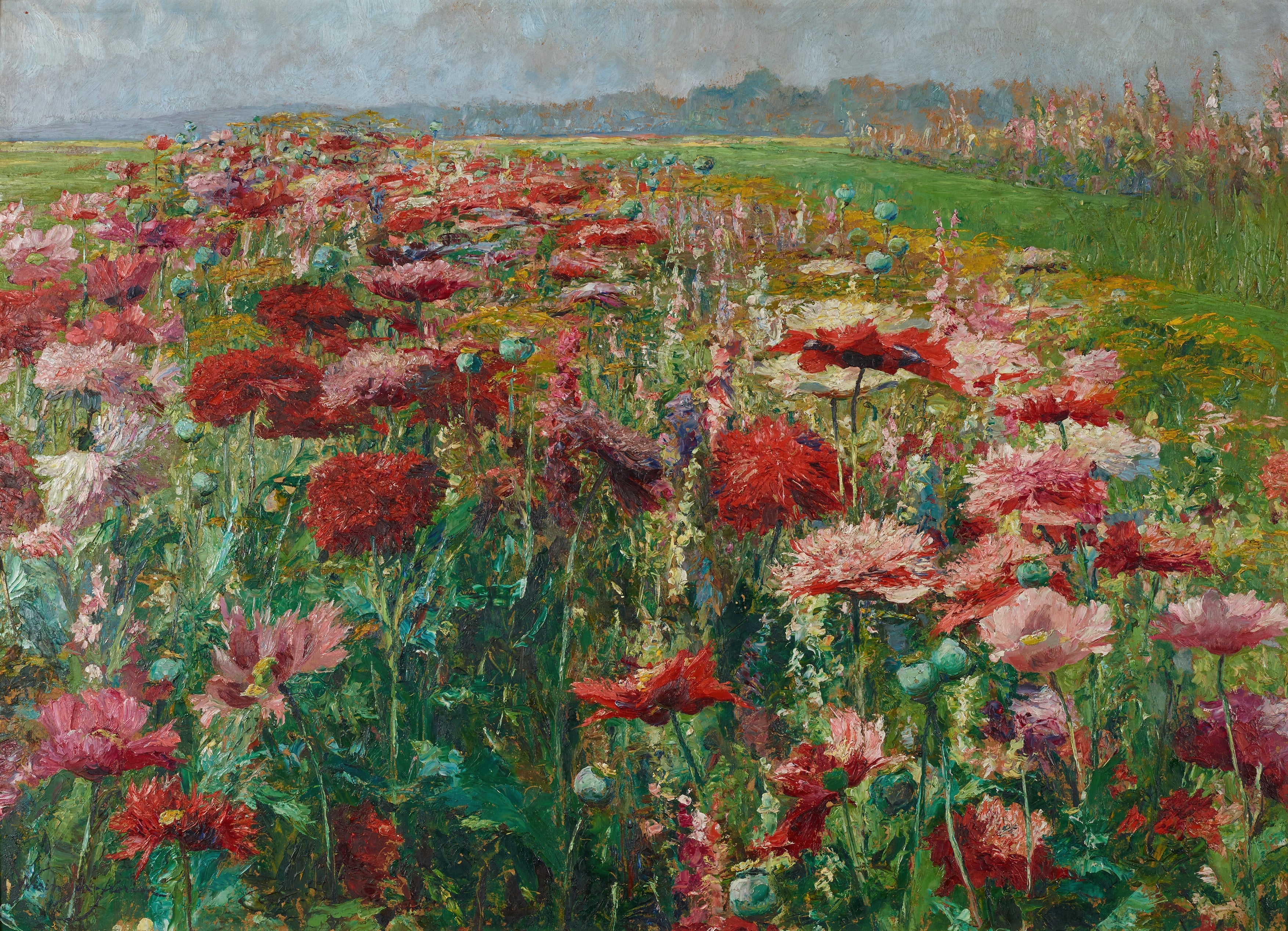 Blühender Mohn (Blooming Poppies)