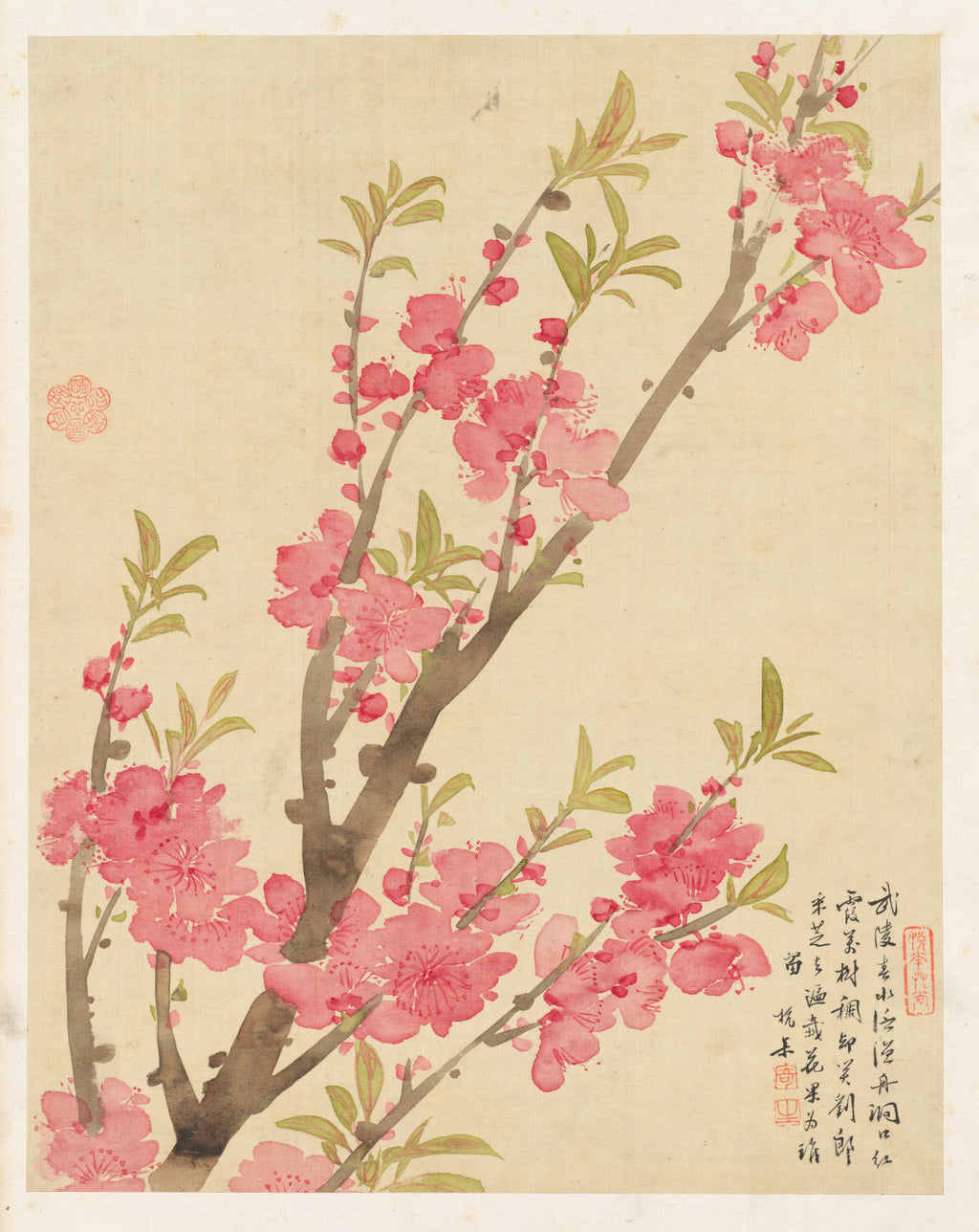Flowers (Peach Blossoms)