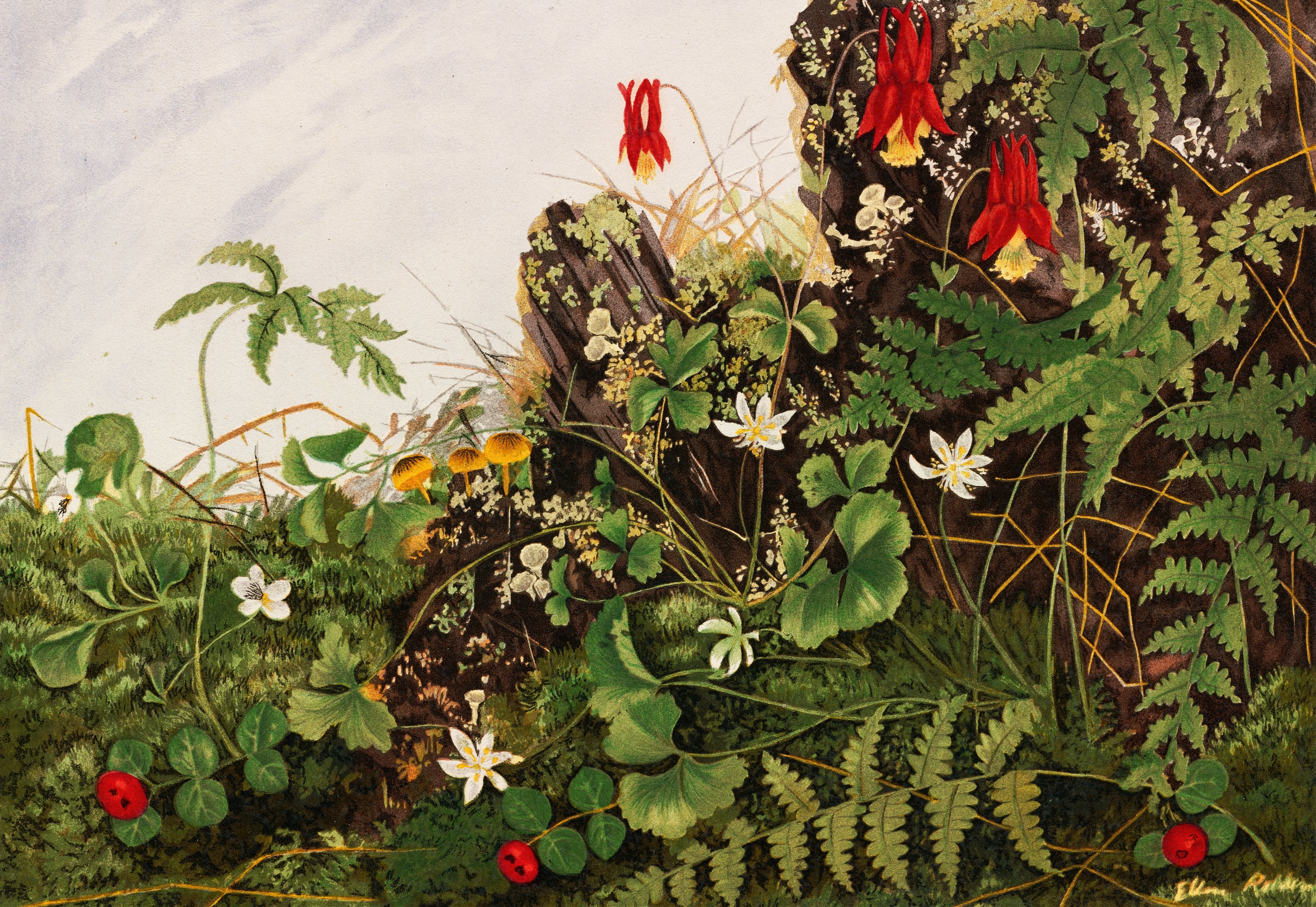 Wild Flowers No. 1