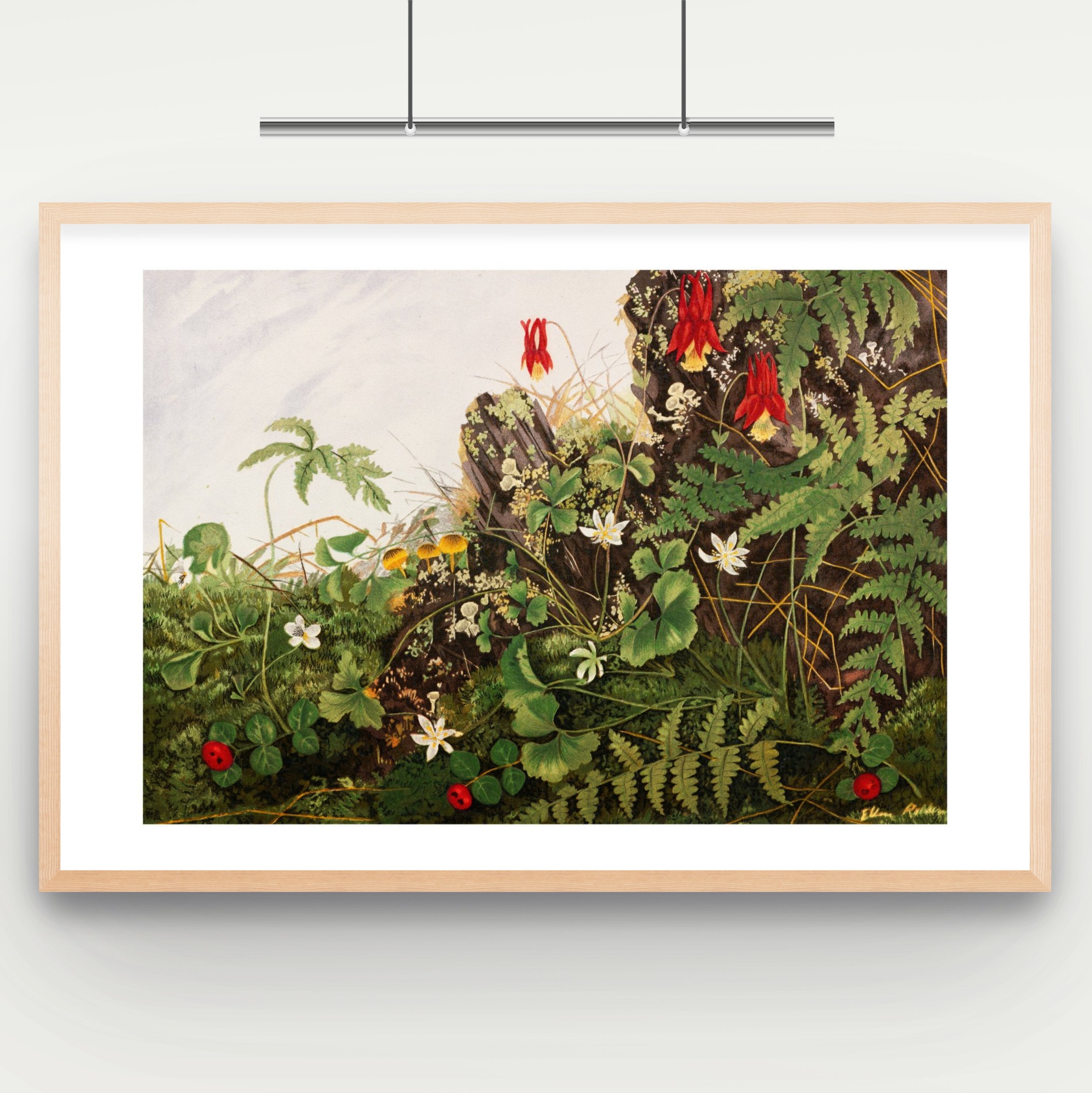 Wild Flowers No. 1