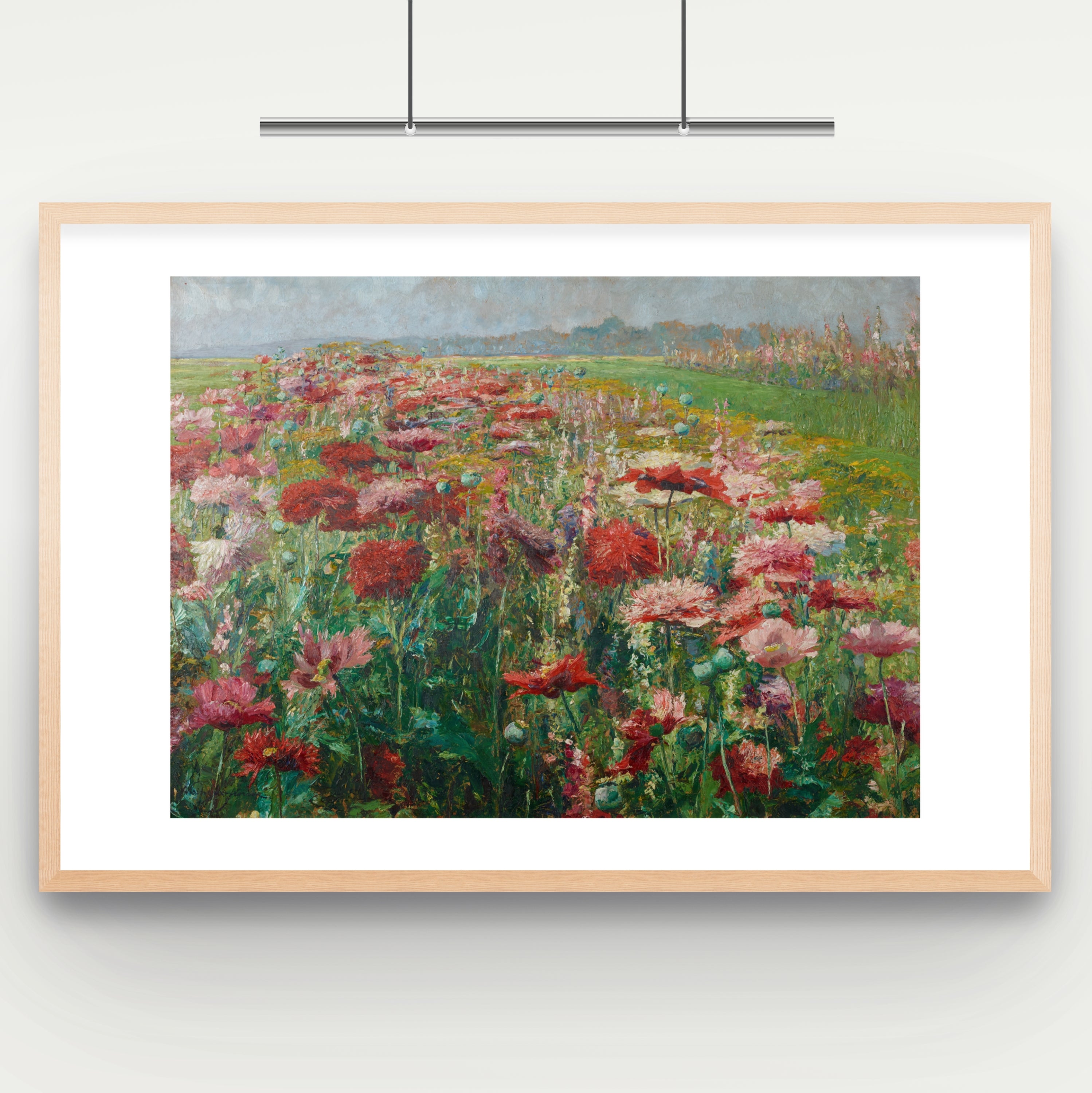 Blühender Mohn (Blooming Poppies)